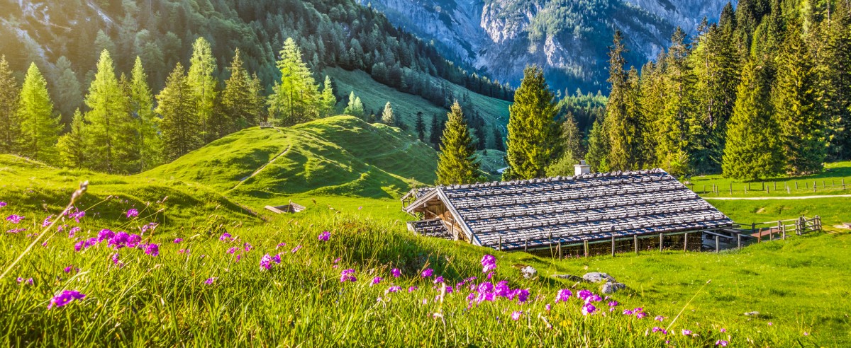 Almhütte romantisch gelegen in den Bergen inmitten von Blumenwiesen