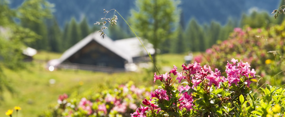 Almrosen im Wandergebiet