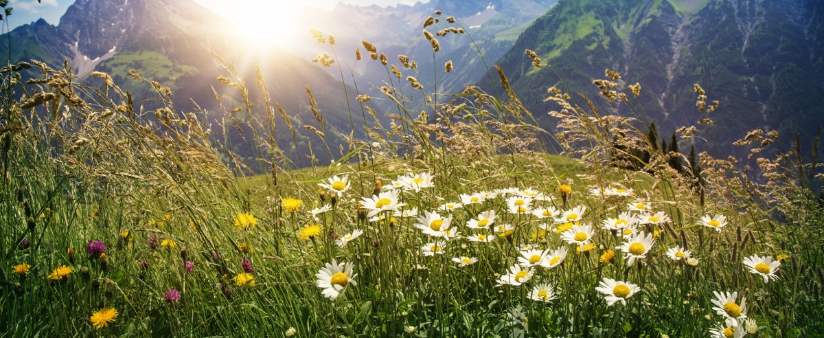 Unberührte Naturlandschaften in Altenmarkt-Zauchensee